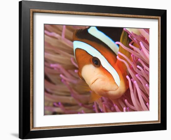 Anemonefish, Tukang Besi/Wakatobi Archipelago Marine Preserve, South Sulawesi, Indonesia-Stuart Westmorland-Framed Photographic Print