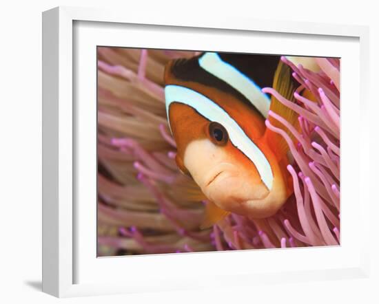 Anemonefish, Tukang Besi/Wakatobi Archipelago Marine Preserve, South Sulawesi, Indonesia-Stuart Westmorland-Framed Photographic Print