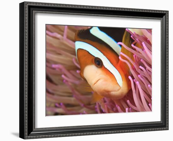 Anemonefish, Tukang Besi/Wakatobi Archipelago Marine Preserve, South Sulawesi, Indonesia-Stuart Westmorland-Framed Photographic Print