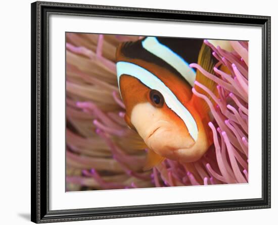 Anemonefish, Tukang Besi/Wakatobi Archipelago Marine Preserve, South Sulawesi, Indonesia-Stuart Westmorland-Framed Photographic Print