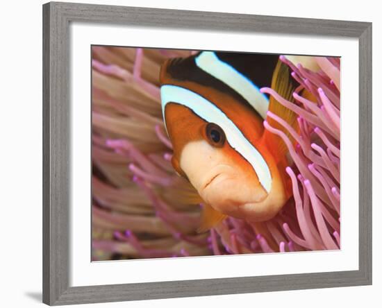 Anemonefish, Tukang Besi/Wakatobi Archipelago Marine Preserve, South Sulawesi, Indonesia-Stuart Westmorland-Framed Photographic Print