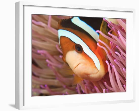 Anemonefish, Tukang Besi/Wakatobi Archipelago Marine Preserve, South Sulawesi, Indonesia-Stuart Westmorland-Framed Photographic Print