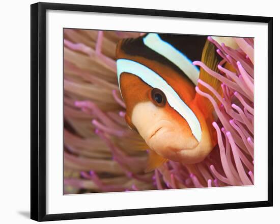 Anemonefish, Tukang Besi/Wakatobi Archipelago Marine Preserve, South Sulawesi, Indonesia-Stuart Westmorland-Framed Photographic Print