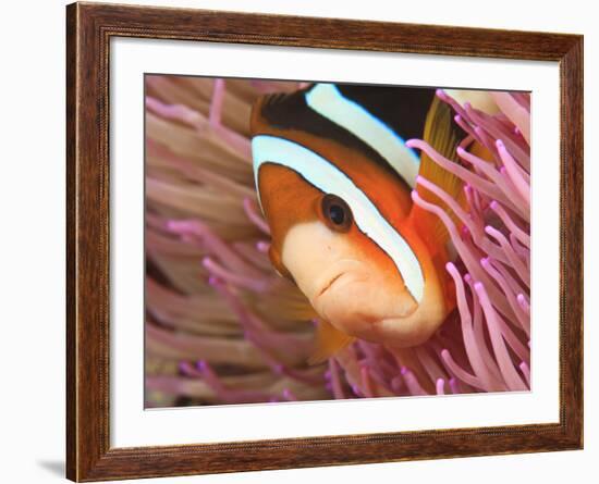 Anemonefish, Tukang Besi/Wakatobi Archipelago Marine Preserve, South Sulawesi, Indonesia-Stuart Westmorland-Framed Photographic Print