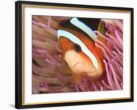 Anemonefish, Tukang Besi/Wakatobi Archipelago Marine Preserve, South Sulawesi, Indonesia-Stuart Westmorland-Framed Photographic Print