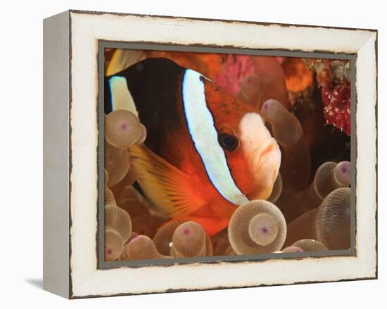 Anemonefish, Tukang Besi/Wakatobi Archipelago Marine Preserve, South Sulawesi, Indonesia-Stuart Westmorland-Framed Premier Image Canvas