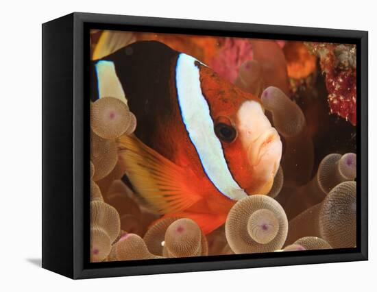 Anemonefish, Tukang Besi/Wakatobi Archipelago Marine Preserve, South Sulawesi, Indonesia-Stuart Westmorland-Framed Premier Image Canvas