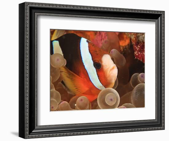 Anemonefish, Tukang Besi/Wakatobi Archipelago Marine Preserve, South Sulawesi, Indonesia-Stuart Westmorland-Framed Photographic Print