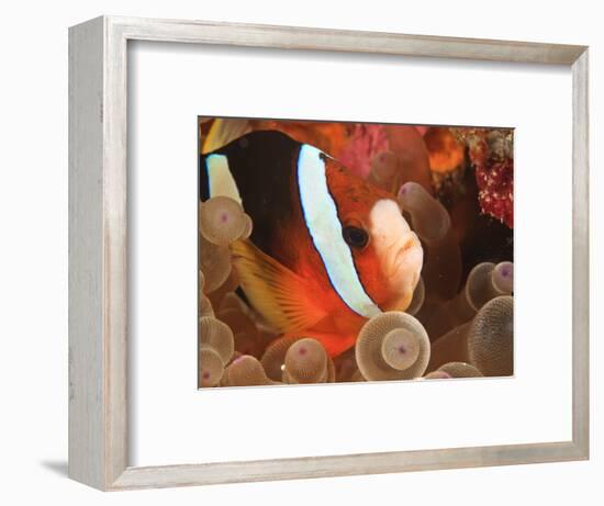 Anemonefish, Tukang Besi/Wakatobi Archipelago Marine Preserve, South Sulawesi, Indonesia-Stuart Westmorland-Framed Photographic Print