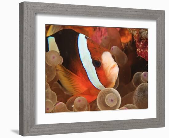 Anemonefish, Tukang Besi/Wakatobi Archipelago Marine Preserve, South Sulawesi, Indonesia-Stuart Westmorland-Framed Photographic Print