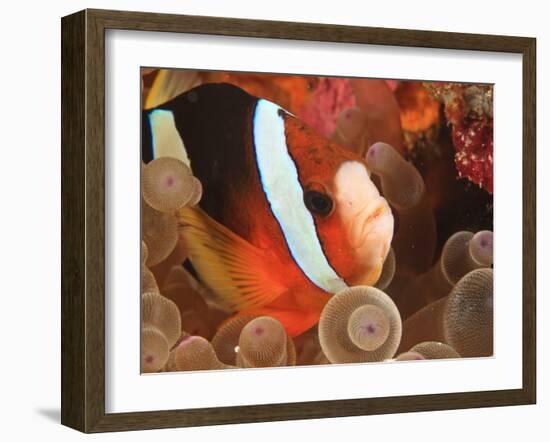 Anemonefish, Tukang Besi/Wakatobi Archipelago Marine Preserve, South Sulawesi, Indonesia-Stuart Westmorland-Framed Photographic Print