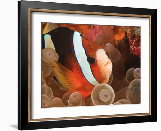 Anemonefish, Tukang Besi/Wakatobi Archipelago Marine Preserve, South Sulawesi, Indonesia-Stuart Westmorland-Framed Photographic Print