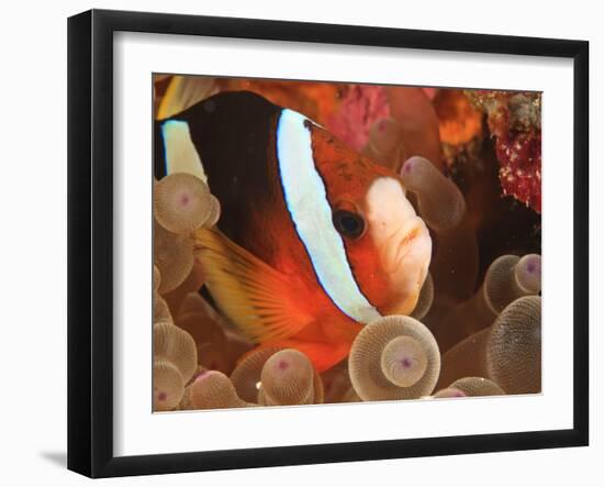 Anemonefish, Tukang Besi/Wakatobi Archipelago Marine Preserve, South Sulawesi, Indonesia-Stuart Westmorland-Framed Photographic Print