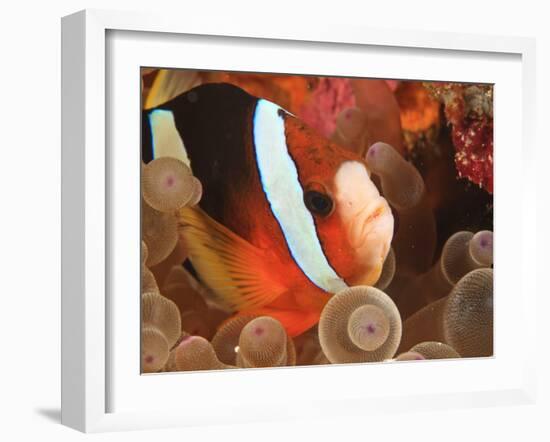 Anemonefish, Tukang Besi/Wakatobi Archipelago Marine Preserve, South Sulawesi, Indonesia-Stuart Westmorland-Framed Photographic Print