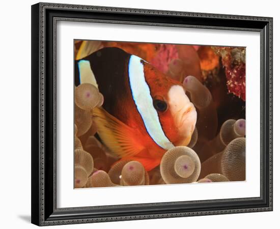 Anemonefish, Tukang Besi/Wakatobi Archipelago Marine Preserve, South Sulawesi, Indonesia-Stuart Westmorland-Framed Photographic Print