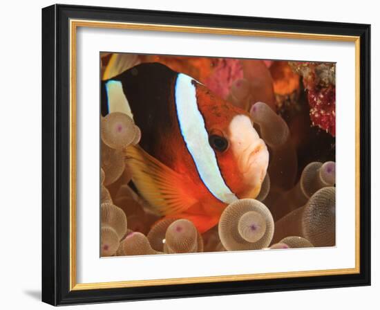 Anemonefish, Tukang Besi/Wakatobi Archipelago Marine Preserve, South Sulawesi, Indonesia-Stuart Westmorland-Framed Photographic Print