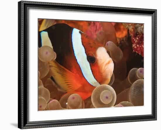 Anemonefish, Tukang Besi/Wakatobi Archipelago Marine Preserve, South Sulawesi, Indonesia-Stuart Westmorland-Framed Photographic Print