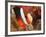 Anemonefish, Tukang Besi/Wakatobi Archipelago Marine Preserve, South Sulawesi, Indonesia-Stuart Westmorland-Framed Photographic Print