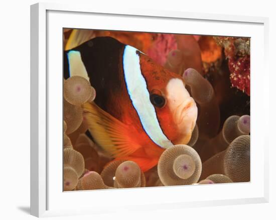 Anemonefish, Tukang Besi/Wakatobi Archipelago Marine Preserve, South Sulawesi, Indonesia-Stuart Westmorland-Framed Photographic Print