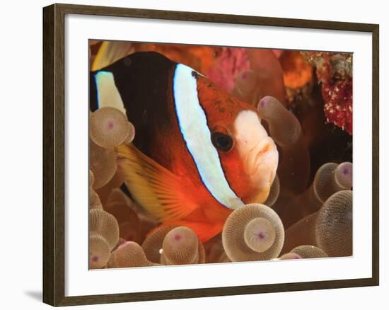 Anemonefish, Tukang Besi/Wakatobi Archipelago Marine Preserve, South Sulawesi, Indonesia-Stuart Westmorland-Framed Photographic Print