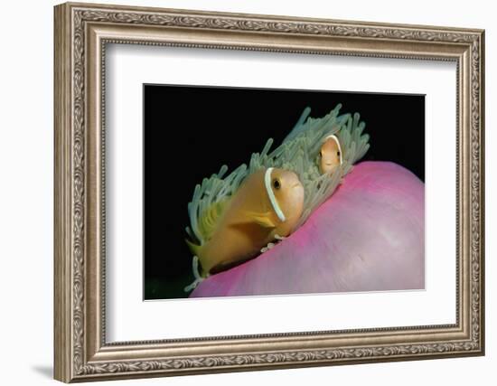 Anemonefishes (Amphiprion Nigripes) in a Sea Anemone, Pacific Ocean.-Reinhard Dirscherl-Framed Photographic Print