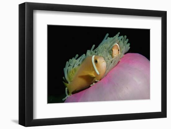 Anemonefishes (Amphiprion Nigripes) in a Sea Anemone, Pacific Ocean.-Reinhard Dirscherl-Framed Photographic Print