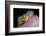 Anemonefishes (Amphiprion Nigripes) in a Sea Anemone, Pacific Ocean.-Reinhard Dirscherl-Framed Photographic Print