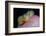 Anemonefishes (Amphiprion Nigripes) in a Sea Anemone, Pacific Ocean.-Reinhard Dirscherl-Framed Photographic Print