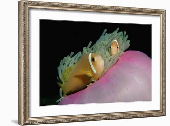 Anemonefishes (Amphiprion Nigripes) in a Sea Anemone, Pacific Ocean.-Reinhard Dirscherl-Framed Photographic Print