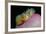 Anemonefishes (Amphiprion Nigripes) in a Sea Anemone, Pacific Ocean.-Reinhard Dirscherl-Framed Photographic Print