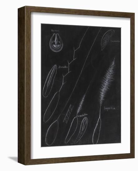 Anemones and Coral Stinging Cells-Philip Henry Gosse-Framed Giclee Print