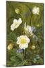 Anemones and Forget-Me-Nots-Maria Krabbe-Mounted Giclee Print