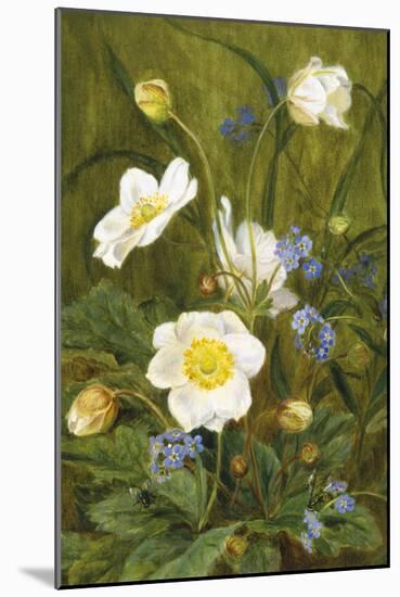 Anemones and Forget-Me-Nots-Maria Krabbe-Mounted Giclee Print