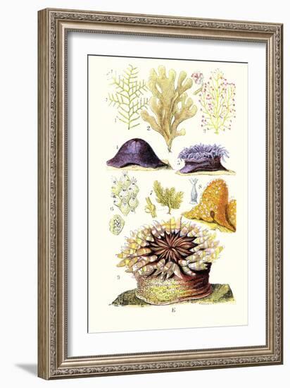 Anemones and Seaweeds-James Sowerby-Framed Art Print