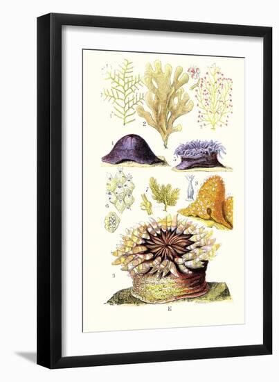 Anemones and Seaweeds-James Sowerby-Framed Art Print