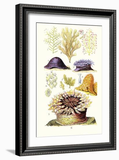 Anemones and Seaweeds-James Sowerby-Framed Art Print