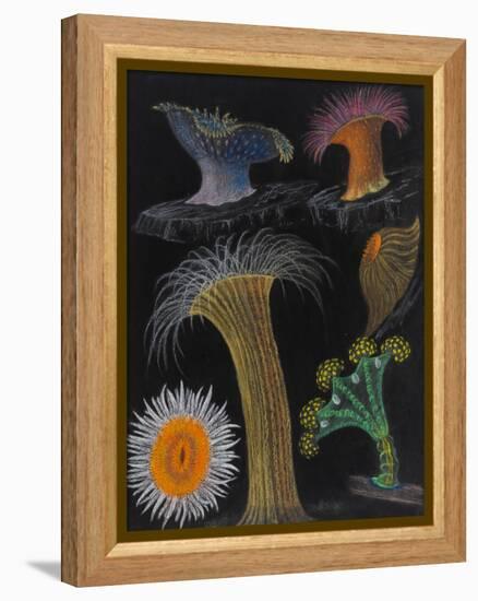 Anemones and Stalked Jellyfish-Philip Henry Gosse-Framed Premier Image Canvas