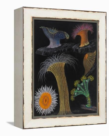 Anemones and Stalked Jellyfish-Philip Henry Gosse-Framed Premier Image Canvas