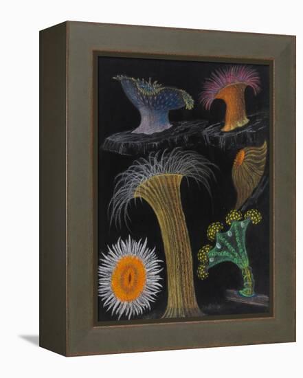 Anemones and Stalked Jellyfish-Philip Henry Gosse-Framed Premier Image Canvas