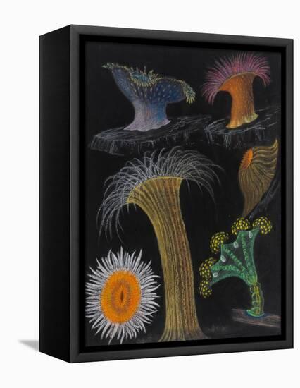 Anemones and Stalked Jellyfish-Philip Henry Gosse-Framed Premier Image Canvas