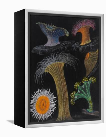 Anemones and Stalked Jellyfish-Philip Henry Gosse-Framed Premier Image Canvas