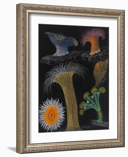 Anemones and Stalked Jellyfish-Philip Henry Gosse-Framed Giclee Print