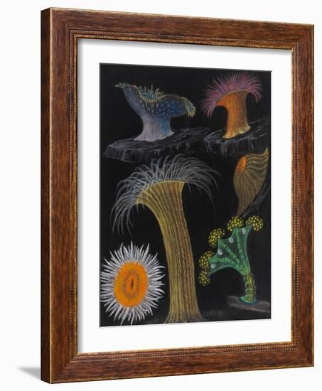 Anemones and Stalked Jellyfish-Philip Henry Gosse-Framed Giclee Print