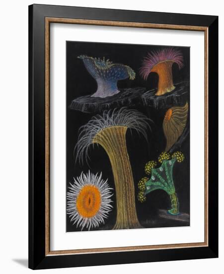 Anemones and Stalked Jellyfish-Philip Henry Gosse-Framed Giclee Print