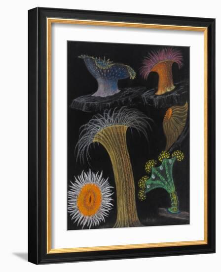 Anemones and Stalked Jellyfish-Philip Henry Gosse-Framed Giclee Print