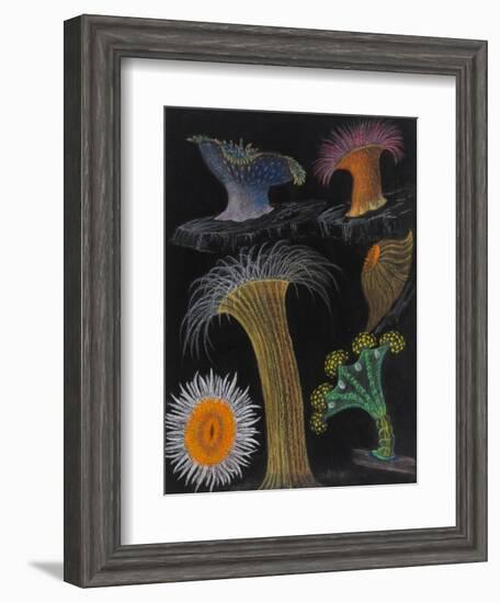 Anemones and Stalked Jellyfish-Philip Henry Gosse-Framed Giclee Print