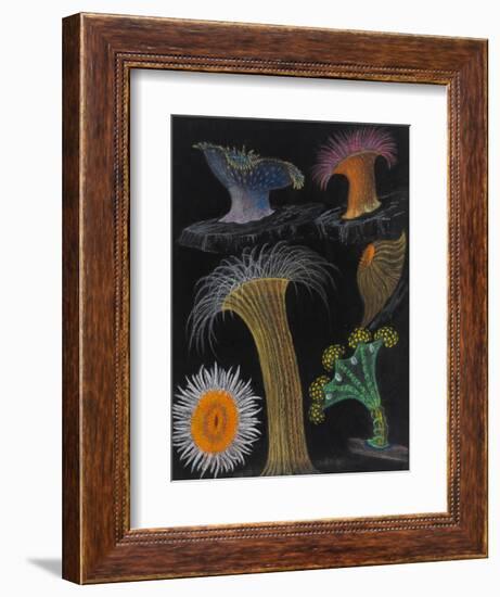 Anemones and Stalked Jellyfish-Philip Henry Gosse-Framed Giclee Print