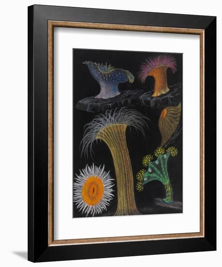 Anemones and Stalked Jellyfish-Philip Henry Gosse-Framed Giclee Print