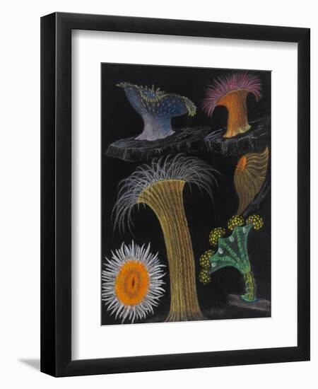 Anemones and Stalked Jellyfish-Philip Henry Gosse-Framed Giclee Print