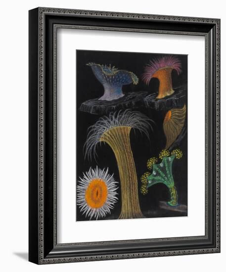 Anemones and Stalked Jellyfish-Philip Henry Gosse-Framed Giclee Print